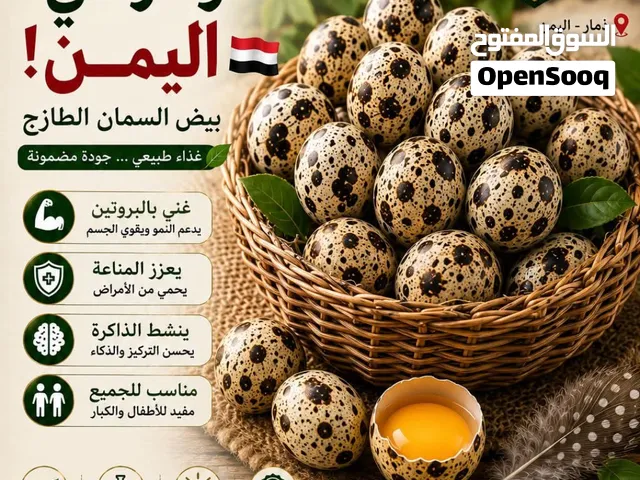 بيض طائر السلوى المذكور في القرآن الكريم الذي نزل على نبي الله موسى وقومة  متوفر في ذمار