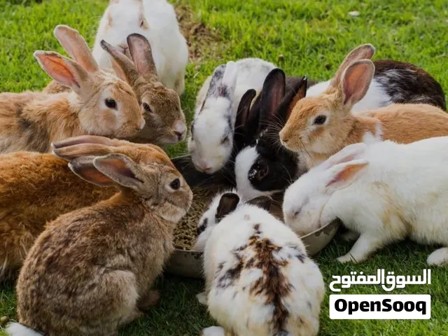 ابحث عن ارانب صغار عمر شهرين او 3 اشهر