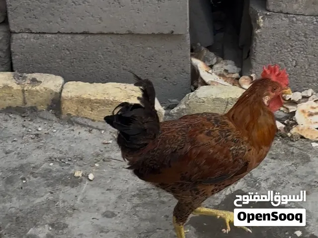 ديجين واحد هندي واحد اسباني مراوس بدجاجتين
