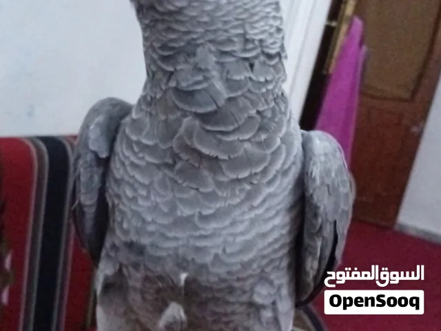 ببغاء زنجباري مروض يتكلم يركب على اليد ياكل من اليد