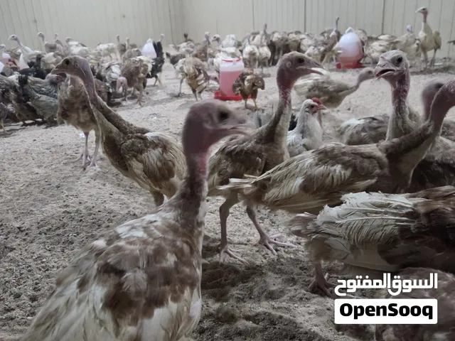 للبيع رومي الوان حبارى