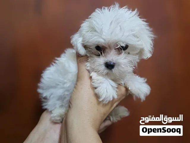 Maltipoo male