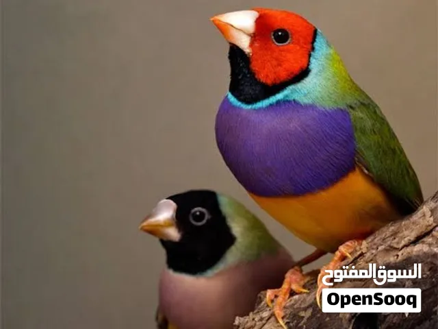 Wanted Golden Finches pair-مطلوب