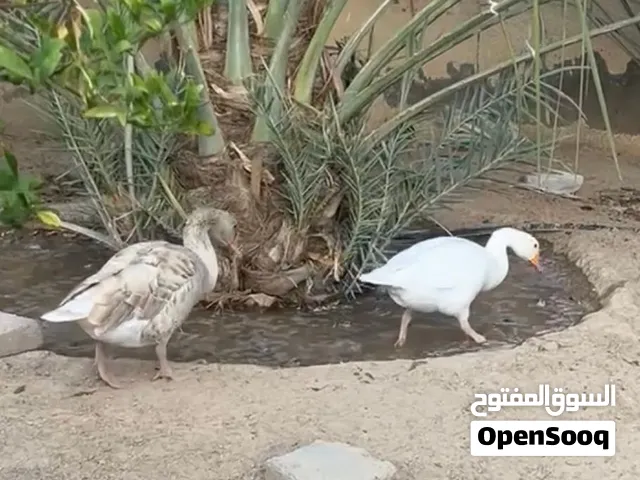 للبيع طيور الوز