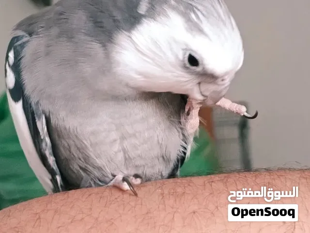 جوز كوكتيل شغال ميه ميه