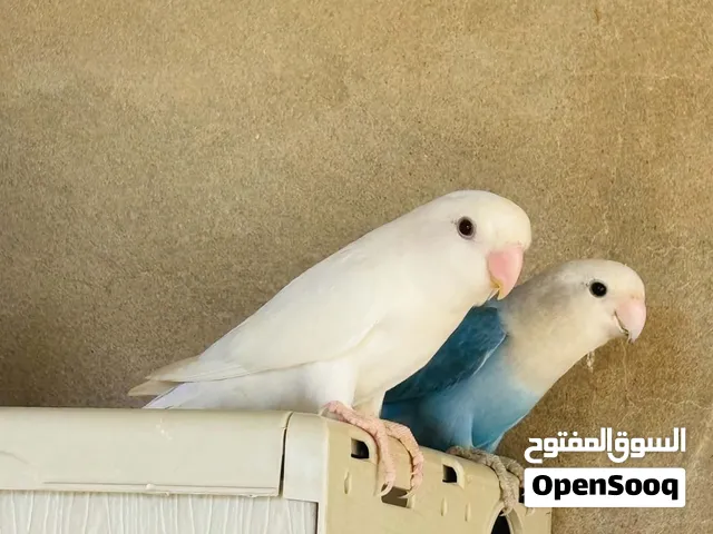 كوبيه روز  حجم جانبو
