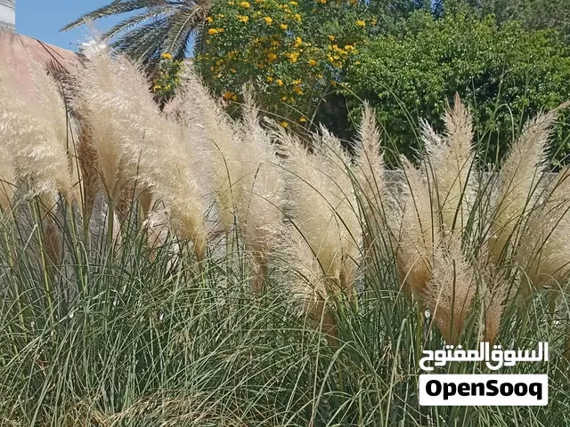 ريشة نبات كورتيدينا سلوانا