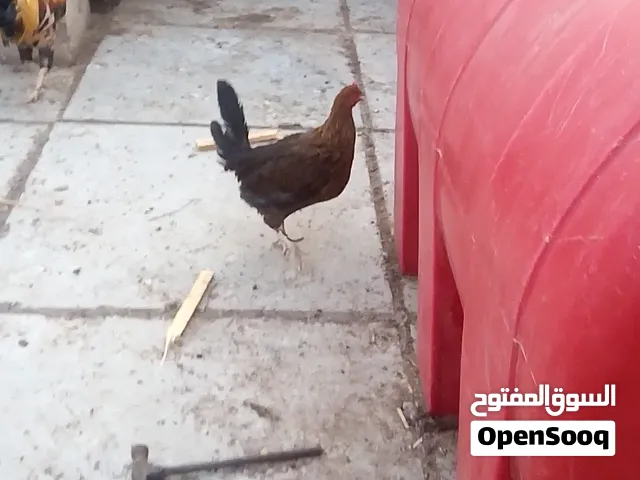دجاجة و ديك واضحات بالفديو
