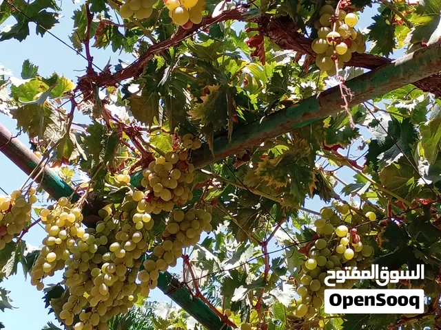 خوخ بلحي اسود وعنب