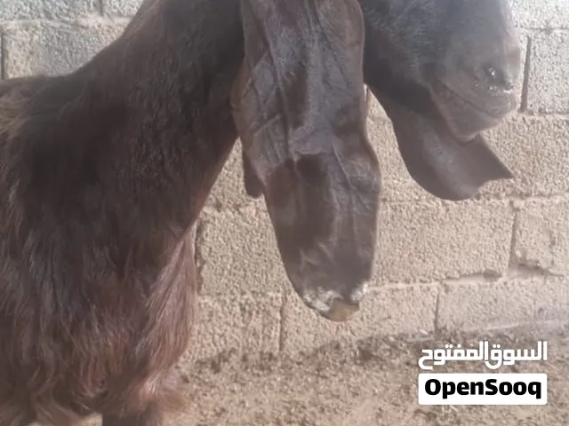 عنز سر حليب درجة هجين قبرصي تبارك الله