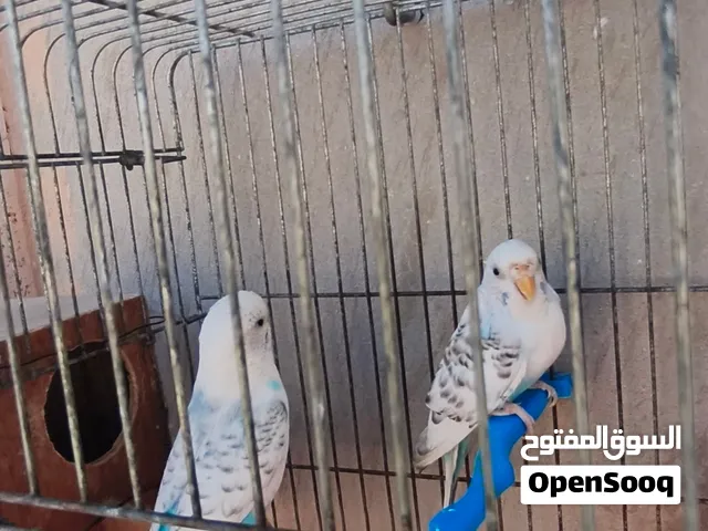 سلام عليكم كوبيا بقلينو للبيع