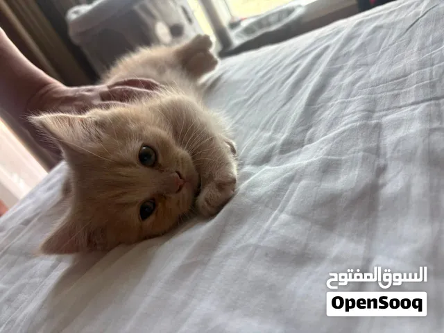 Scottish fold  only 450 today  urgent sale