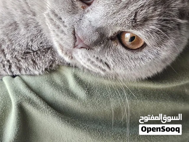 Scottish Fold 5 months old