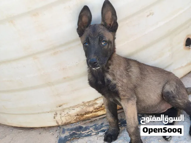 انتى مالينو للبيع مكان مصراته