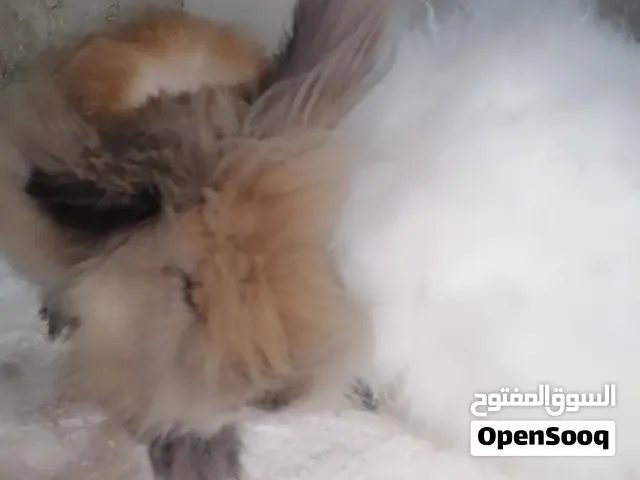ارانب انجورا