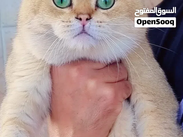 ذكور للتزاوج وتحسين النسل من اجمل الذكور على مستوى المملكه صحه ونضافه واهتمام ماخدين مطاعيم وصحتهم ت