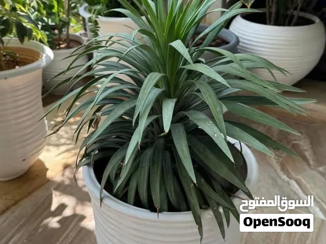 مشتل الزهور
