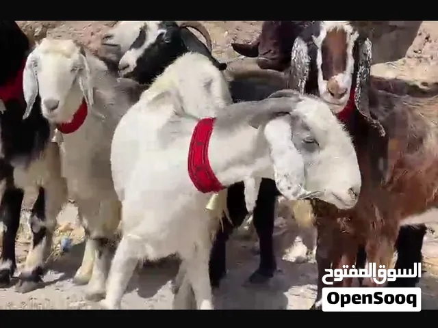معز صلاة النبي عشار 3 شهور واطلع