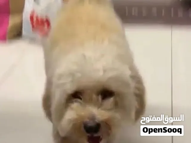 كلب للبيع مالتيبو