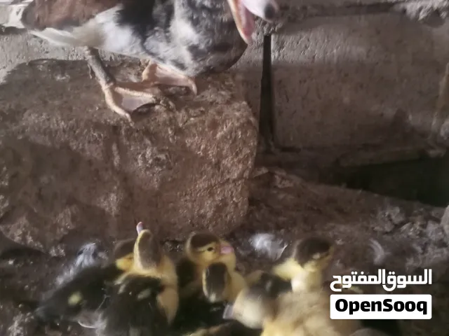 بطه معه 10صيصان ثلاث ديوك حبش وانثيه