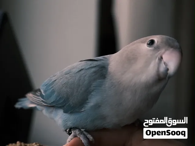 طير روز انثى ازرق ربوة مع قفص حجمه كبير السعر 30 و يستاهل اكثر يسمح بالوسطاء