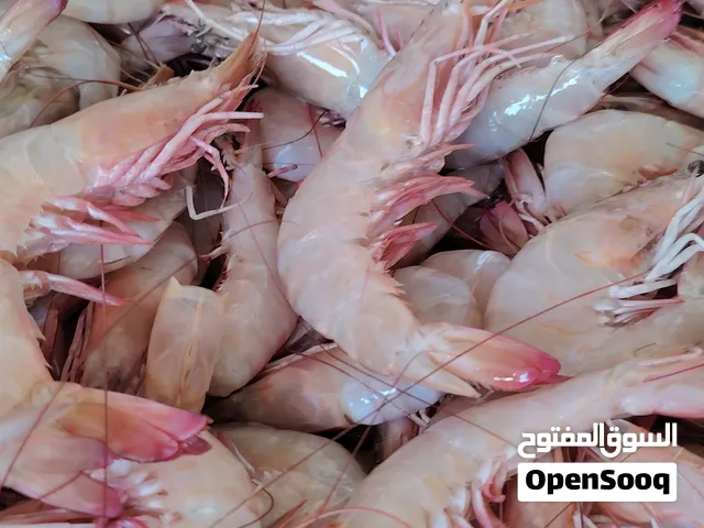 روبيان زبيدي هامور بالول سبيطي ميد بياح حلوه قبقب مزيزي مزلقان