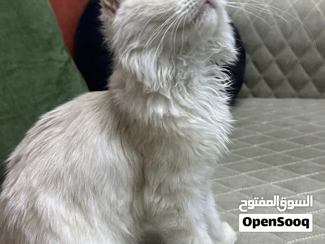 50 يوم شيرازي تركش انجورا
