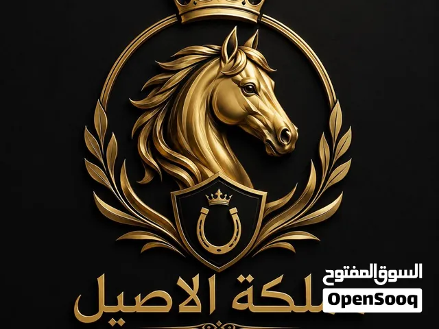 مملكة الاصيل لبيع الخيول العربية اقرا الوصف