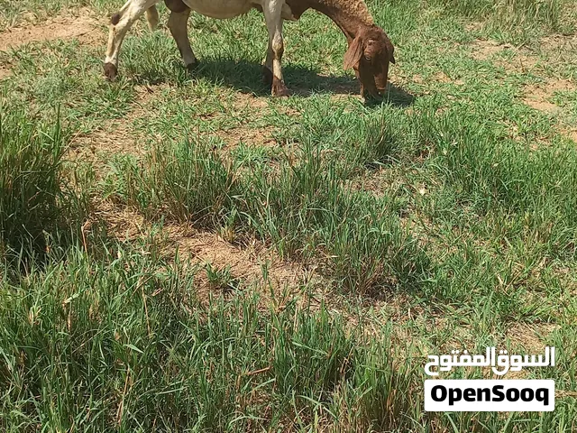 نعجة عشرة قريب تولد