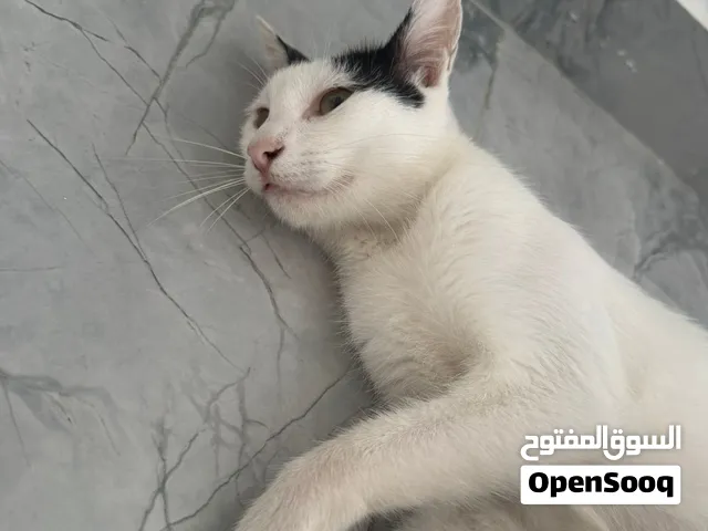 قطط للتبني هم وامهم