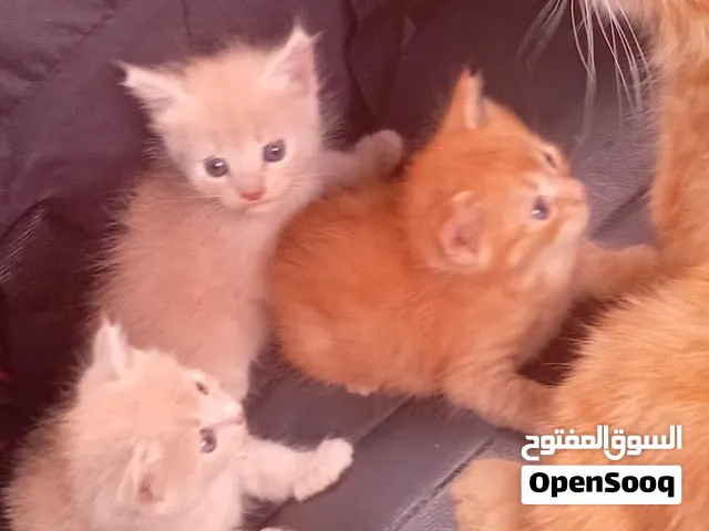 للبيع سبب بيع حولنا من شقه معاها صغارها ال 3