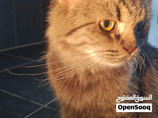 قطه هاديه جدا ما تسوي فوضه الي يبغا قط للبيت و مع اغراضها كامل