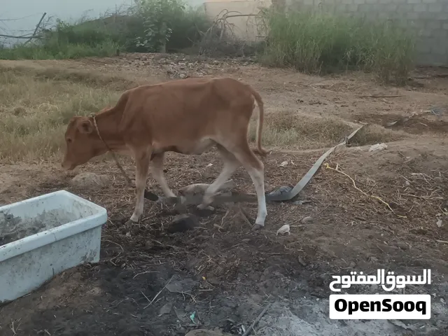 بقرة وعجلة للبيع مع بعض