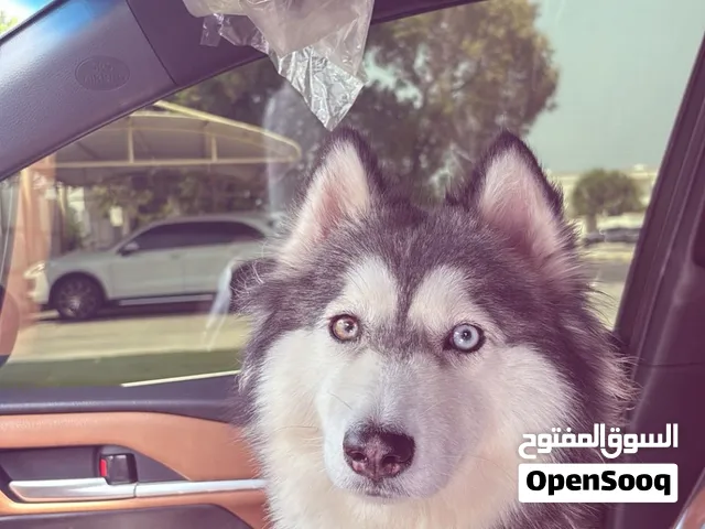 هاسكي انثى عمرها 11 شهر / 700درهم