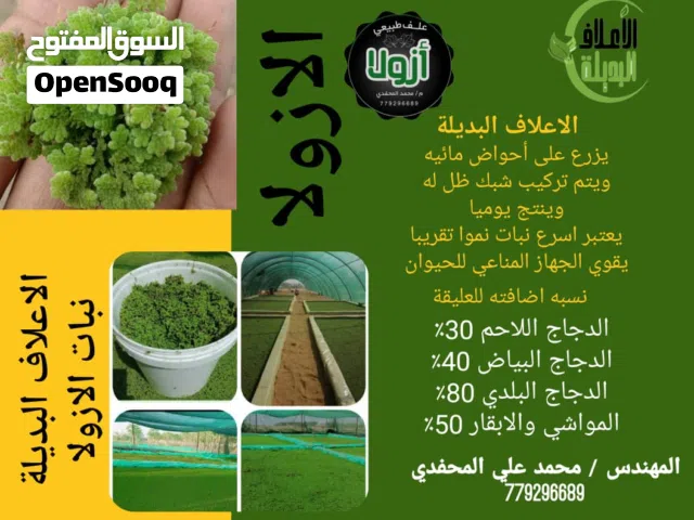 علف الازولا لجميع الحيوانات زراعه مائيه وانتاج شبه مجاني لجميع الحيوانات