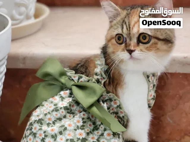 Pure Scottish Fold, British Female Kitten 7 months