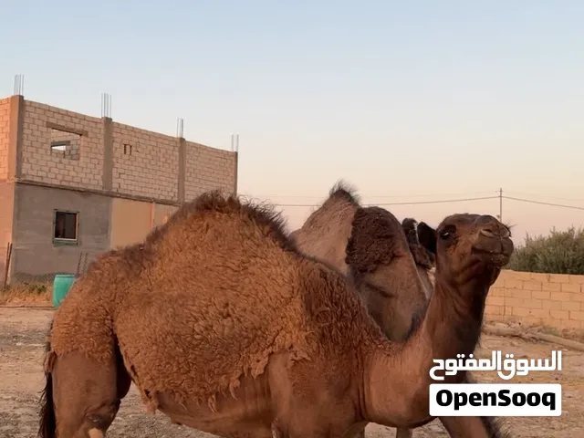 عشره ام ثالث معه بكرا بعمر 7شهور
