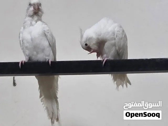 كوكتيل البينو عين حمراء اليف تاكيل يدوي عمر 7 شهور للتربيه المنزليه