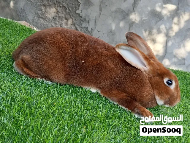 دكر ركس كاستر اقرا الوصف