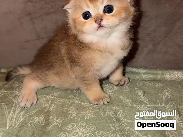 قطط اسكوتش مستوى قوي