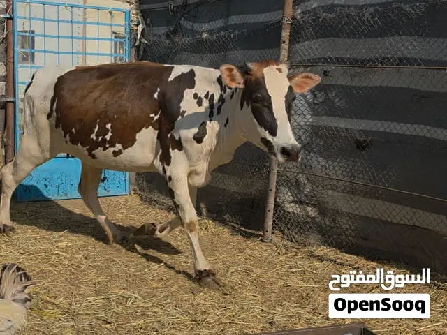 بســــــم لله ماشاءالله للبيع عجله هولنديه  عشار فشهر السادس هاديه حلوه اماتها مال حليب ماشاءالله تب