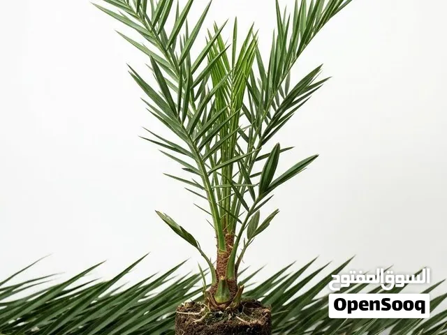مطلوب فسيلة خصاب