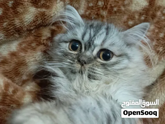 كتنن عمر شهرين