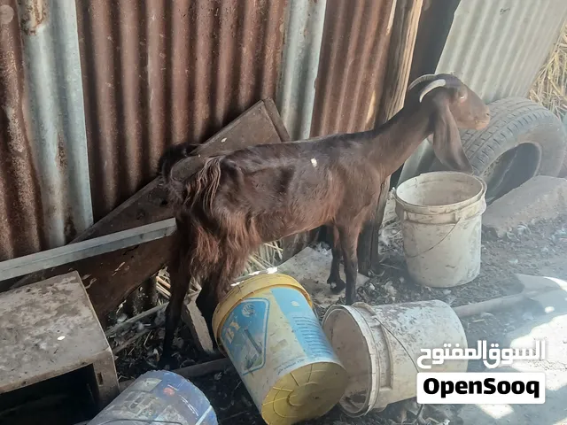 السلام عليكم صخله افغانيه للبيع حامل