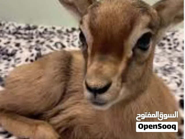 مطلوووووووووووووب