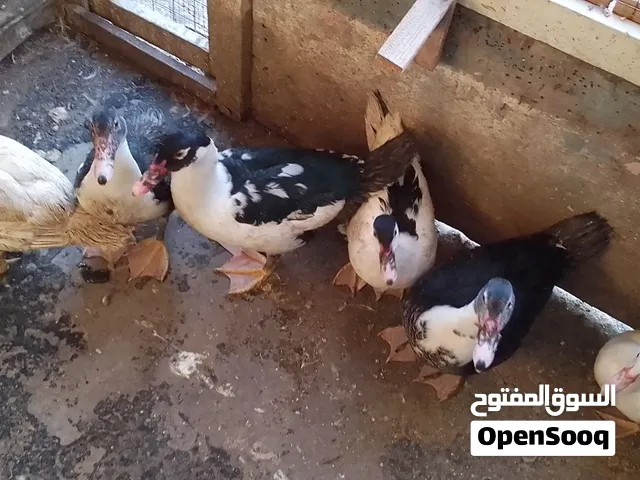 بط    عمر ثلاثة شهور عدد سته للبيع 5دنانير للحبه