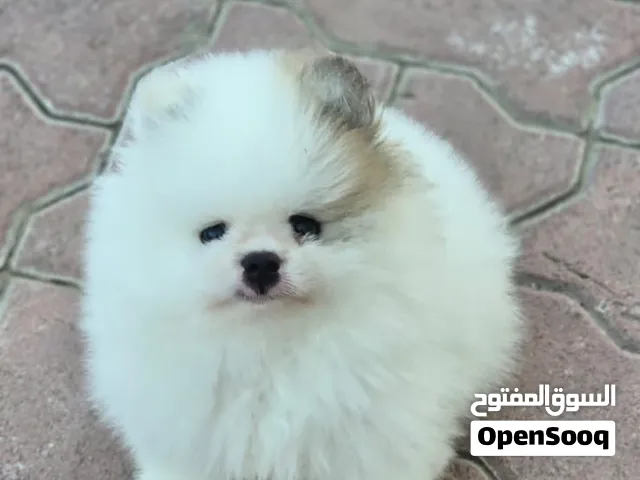 بومرينين تقريبا 4شهور