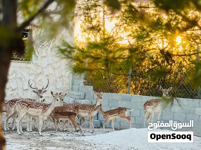 غزلان هولندي للبيع