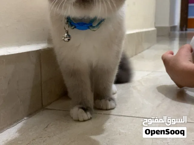 قطه للبيع إكزوتك شورت هير بوينت