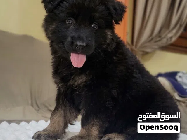 جراوي جيرمن شيبرد بيور100٪